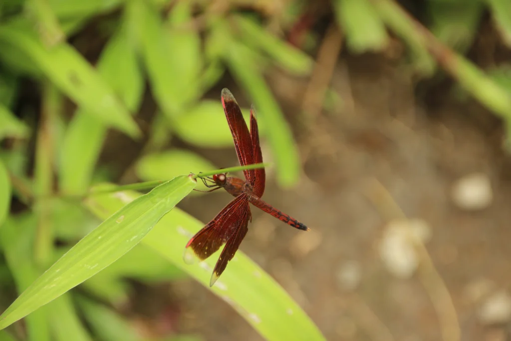 Lemongrass Garden Insects