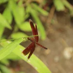 Lemongrass Garden Insects