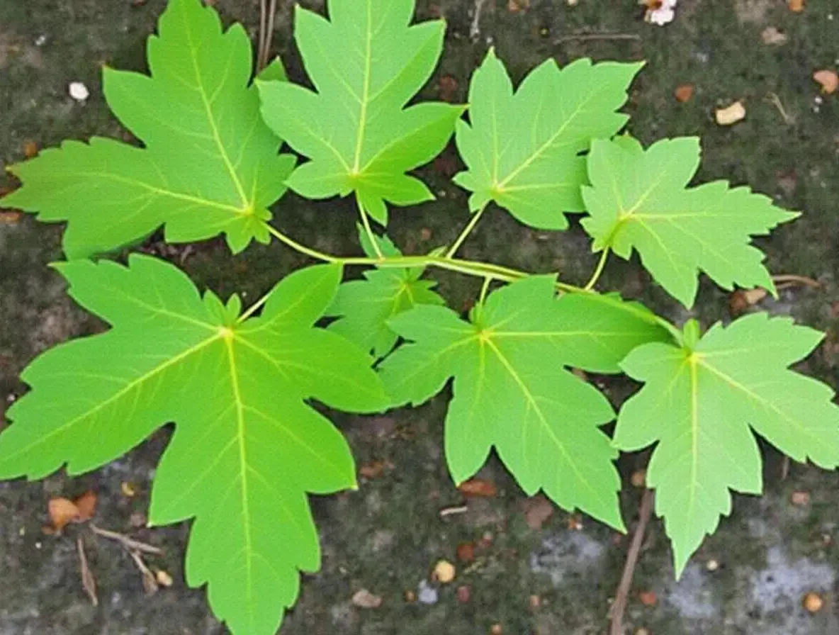 Herb Maple: Exploring the Fusion of Maple Syrup and Culinary Herbs